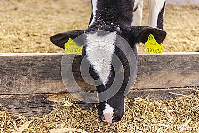 Young goby close-up. Animal breeding in agriculture. Bull`s gaze. Cow in the pen. Bull face. Close-up Stock Photo