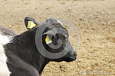 A young goby or cow is resting, sleeping in the livestock pen. Stock Photo
