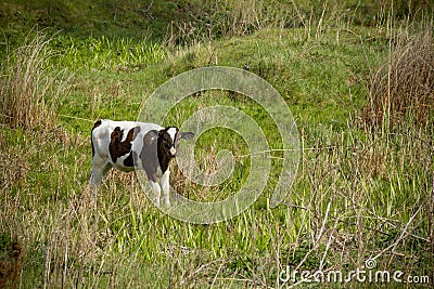 A young goby grazes in a ravine overgrown with grass in the early morning Stock Photo