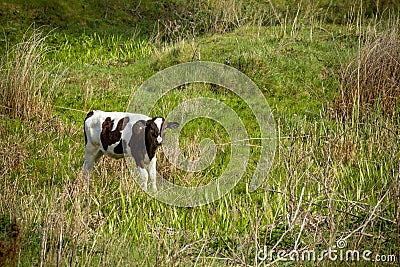 A young goby grazes in a ravine overgrown with grass in the early morning Stock Photo