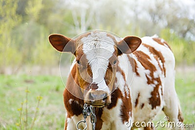Young goby grazing in a meadow, portrait of a bull, looking at the camera Stock Photo