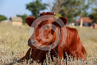 Young goby in the meadow Stock Photo