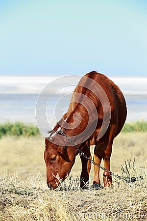 Young goby in the meadow Stock Photo