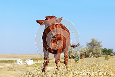 Young goby in the meadow Stock Photo