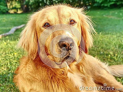 Young golden retriever is relaxing on grass in the park. Sweet retriever sitting Stock Photo