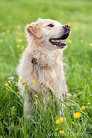 Young golden retriever sitting in the grass in the grass in summer, pets day Stock Photo