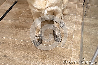 Young golden retriever sitting in the shower on ceramic tiles with dirty paws. Stock Photo