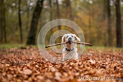 Young golden retriver playing in fallen leaves Stock Photo