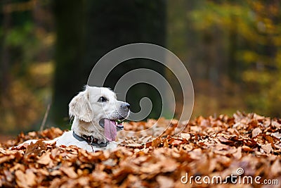 Young golden retriver playing in fallen leaves Stock Photo