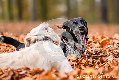 Young golden retriver playing in fallen leaves Stock Photo