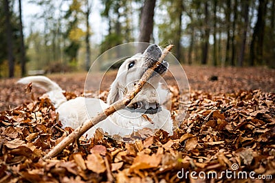 Young golden retriver playing in fallen leaves Stock Photo