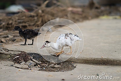 Young Goose Chick in bad conditions in Sapa, Lao Cai, Vietnam Stock Photo