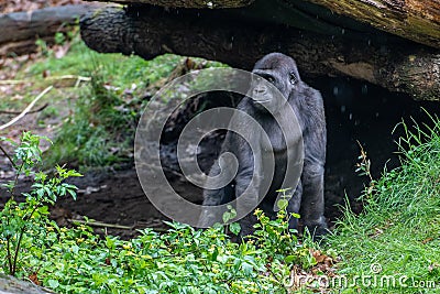 Young gorilla look where is his mother Stock Photo