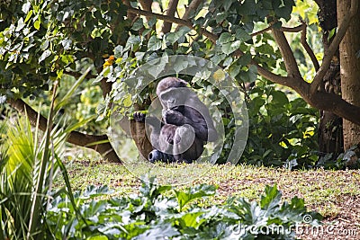 Young gorilla at the zo Stock Photo