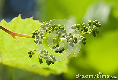 Young grape clusters Stock Photo