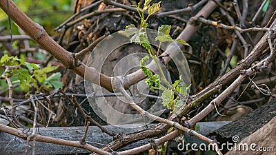 Young Grapes Forming Stock Photo