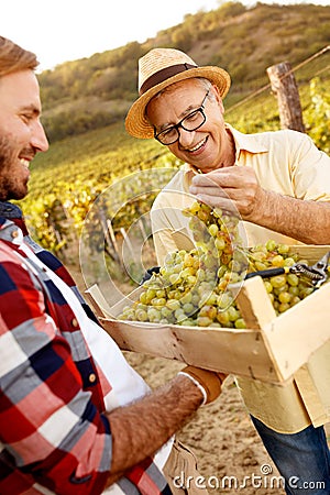 Young grapes harvest - satisfied farmer Stock Photo