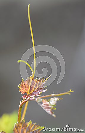 Young grapevine Stock Photo