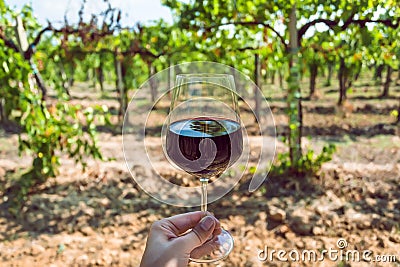 Young grapevine and wine glass in hand of farmer. Tasting at sunny day in green vineyard area Stock Photo