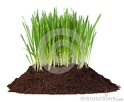 Young grass growing in a pile of soil Stock Photo