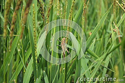 Grasshopper and rice grasshopper the rice stalks green background Stock Photo