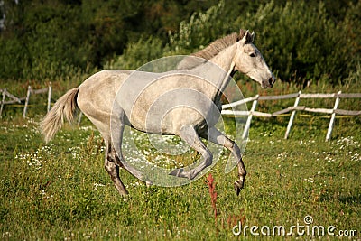 Young gray andalusian spanish horse galloping free Stock Photo