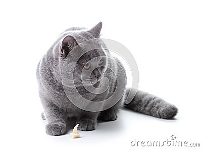 Young gray cat Stock Photo