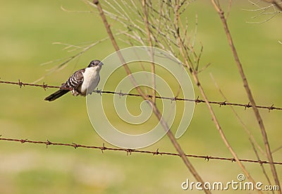 Young Great Spotted Cuckoo on a fence Stock Photo