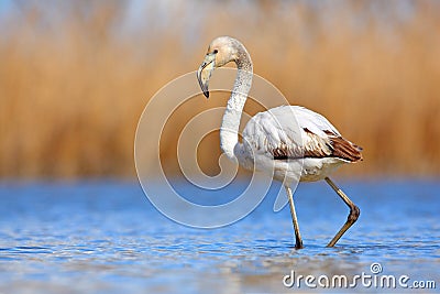 Young Greater Flamingo, Phoenicopterus ruber, nice pink big bird in the blue water, Camargue, France. Wildlife scene from summer n Stock Photo