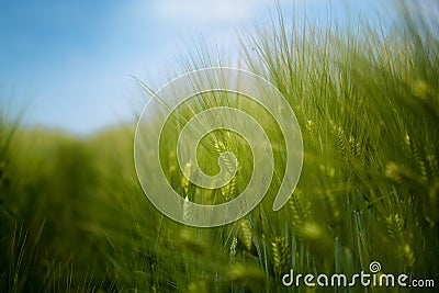 Young green barley crop field Stock Photo