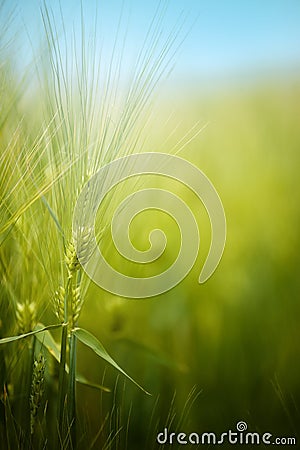 Young green barley crop field Stock Photo