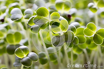 Young green broccoli sprouts, five days old Stock Photo