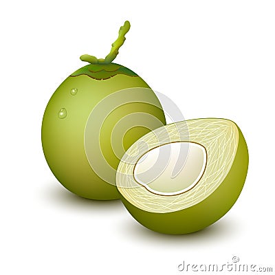Young green coconut Vector Illustration