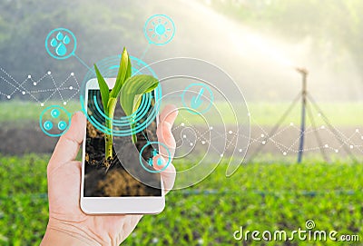 Young green corn field in agricultural garden and light shines s Stock Photo