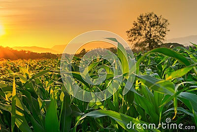 Young green corn field in agricultural garden and light shines sunset Stock Photo