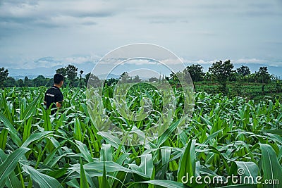 Young green corn field in agricultural garden and light shines Editorial Stock Photo