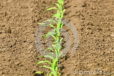 Young Green Corn Growing on the Field. Young Corn Plants Stock Photo
