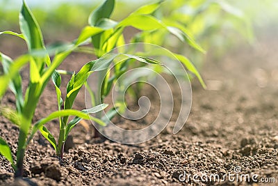 Young green corn growing on the field. Young Corn Plants. Stock Photo