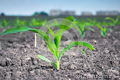 Young green corn plant against the background of urban buildings Stock Photo