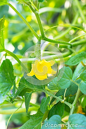 Young green cucumber growing on stalk Stock Photo