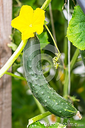 Young green cucumber growing on stalk Stock Photo