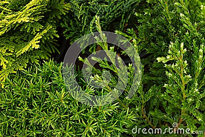 Young green different conifer branches top view close up background. Stock Photo