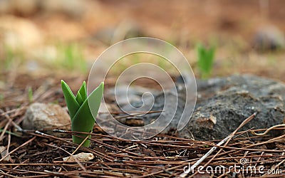 A young green flower sprout in pine forest Stock Photo
