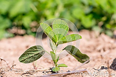 Young green genetically modified soybean in the field or GMO soybean, Glycine max. Stock Photo