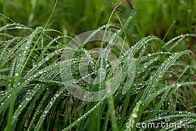 green grass leaves in morning dew or wet from water raindrops Stock Photo