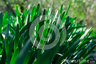 Young Green Grass. Sun day. Awakening of nature Stock Photo