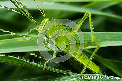 Young Green grasshopper eating grass Stock Photo