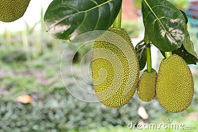 Young green jackfruits hanging on the tree in the garden Stock Photo