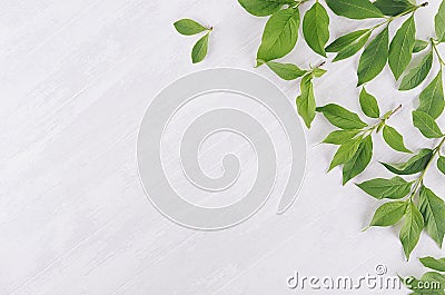 Young green leaves as decorative border on white wood board. Stock Photo