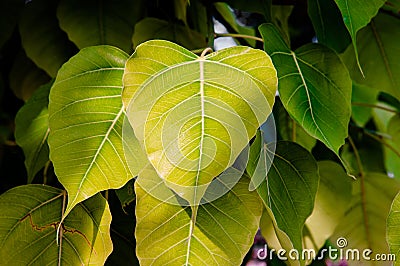 Young green leaves of Bodhi tree or Peepal tree Stock Photo